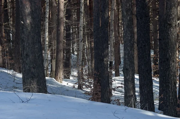 Paisaje invernal en el bosque montañoso con árboles viejos y nuevos —  Fotos de Stock