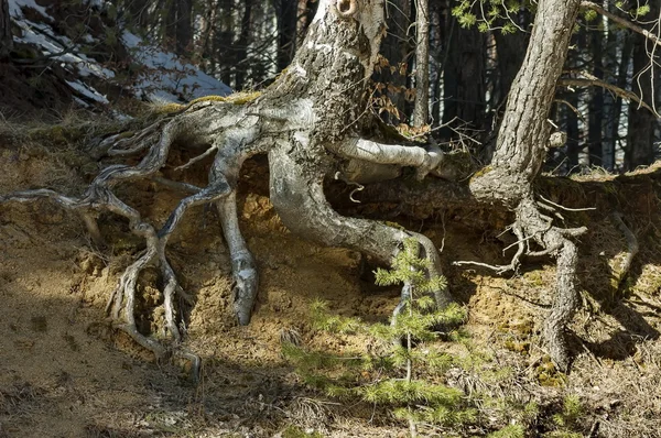 Fantastic tree rooty in Vitosha mountain at winter — Stock Photo, Image