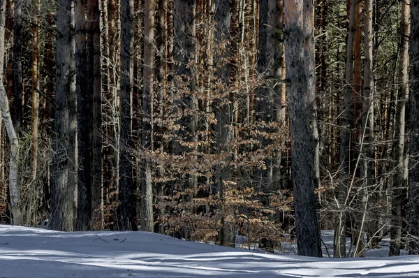 Paesaggio invernale nella foresta montana con alberi vecchi e nuovi — Foto Stock