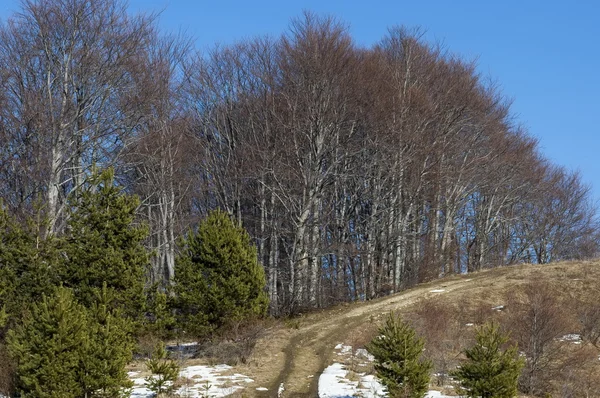 Panorama invernale con pineta e bosco di latifoglie in montagna Vitosha — Foto Stock