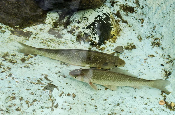 Living fish in aquarium or small lake outdoor — Stock Photo, Image