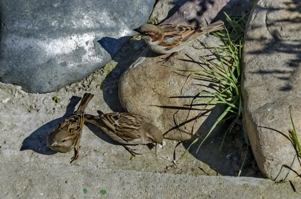 春の間にスズメは小さい湖に向かって食べ物を見つける — ストック写真