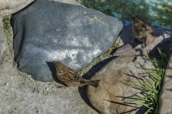 春の間にスズメは小さい湖に向かって食べ物を見つける — ストック写真