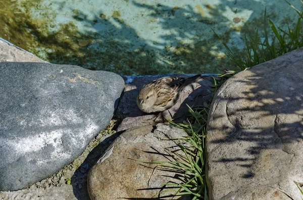 春の間にスズメは小さい湖に向かって食べ物を見つける — ストック写真