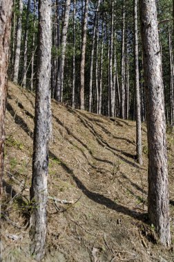 Lozen dağın beyaz çam ormanı içinde ilkbahar manzara