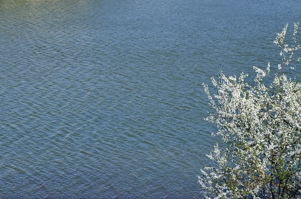 Water background with  tree in blossom — Stock Photo, Image