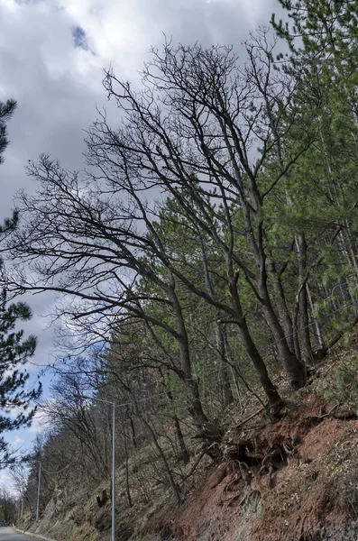 Bergssidan av Lozen berg, väg, skog och stora träd med rot utanför — Stockfoto