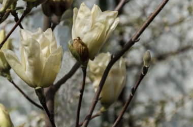 Manolya ağacı ile bahçede ilkbahar, sarı çiçek