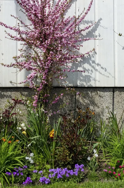 Fond de fleurs diverses dans le jardin, Gerena — Photo