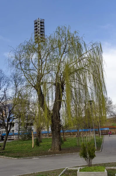 Wierzba weepmg świeżego drzewa przed stadionem Gerena — Zdjęcie stockowe