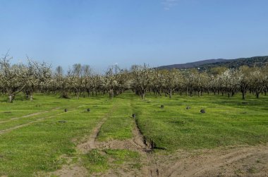 Vişne Bahçesi ile Bahar çiçeği içinde uzağa bakmak