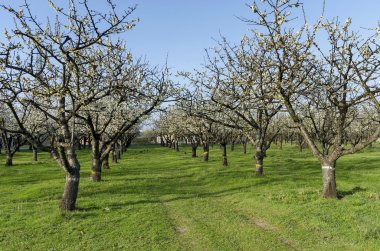 Vişne Bahçesi ile Bahar çiçeği içinde gelen yakın bak