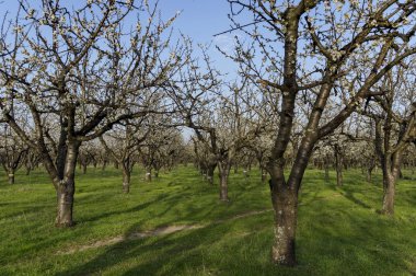Vişne Bahçesi ile Bahar çiçeği içinde gelen yakın bak
