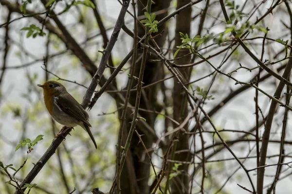 Erithacus rubecula o pettirosso europeo cantano accesi sul ramo primaverile — Foto Stock