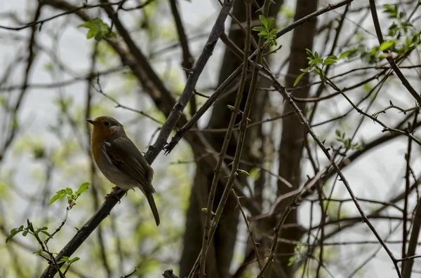 Erithacus rubecula ou robin europeu aceso no ramo da primavera — Fotografia de Stock