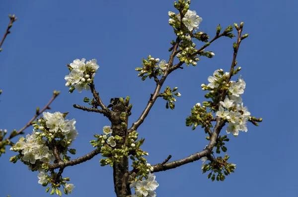 Springtime cherry branch at park in blossom — Stock Photo, Image