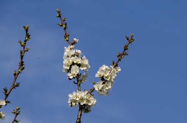 Springtime cherry branch at park in blossom — Stock Photo, Image