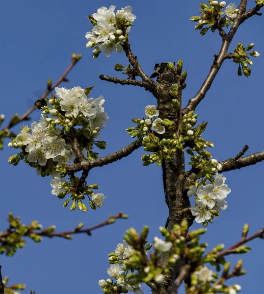 Springtime cherry branch at park in blossom — Stock Photo, Image