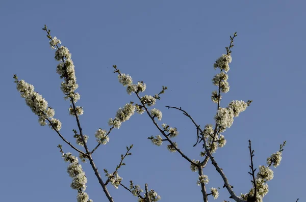 Springtime cherry gren på park i blossom — Stockfoto