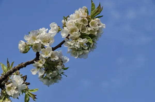 Springtime cherry branch at park in blossom — Stock Photo, Image