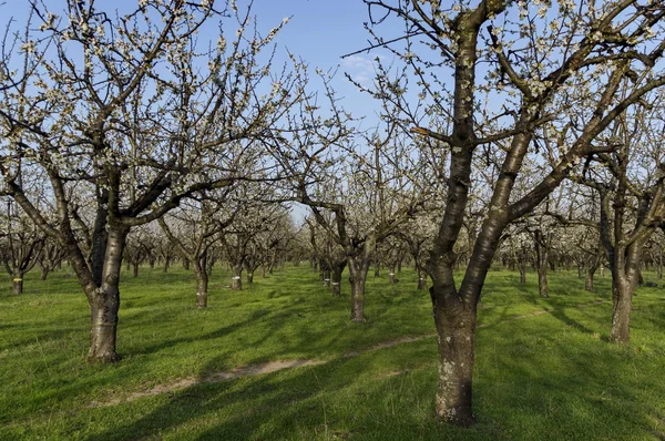Vişne Bahçesi ile Bahar çiçeği içinde gelen yakın bak