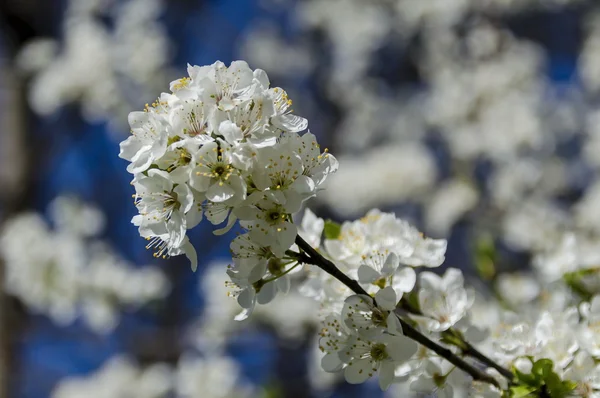 Springtime plumtree branch at park in blossom — Stock Photo, Image