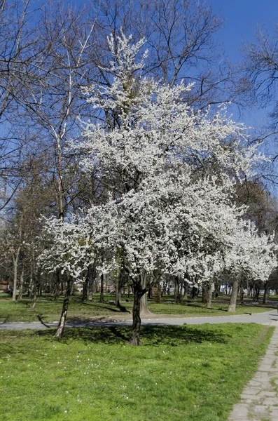Plombier en fleurs au printemps dans le parc — Photo