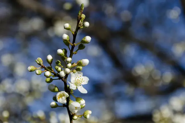 Springtime plumtree branch at park in blossom — Stock Photo, Image