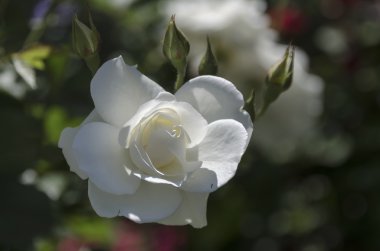 Beyaz gül bush doğal açık Garden çiçek