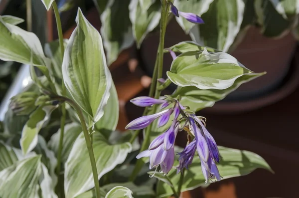 Lila bloei van hosta bloem in de tuin — Stockfoto