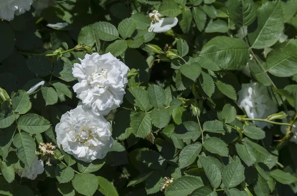 White rose bush in bloom at natural outdoor garden — Stock Photo, Image
