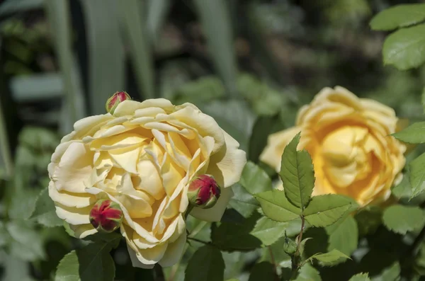 Yellow rose bush in bloom at natural outdoor garden