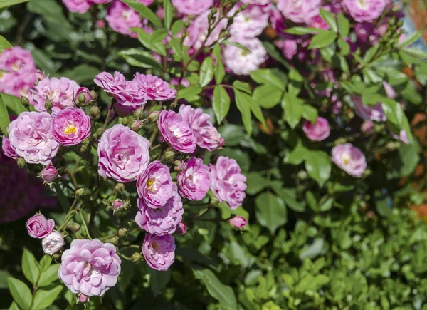 Pink rose bush in bloom at natural outdoor garden — Stock Photo, Image