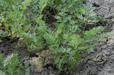 Sebze bahçesinde büyüyen bahar havuç