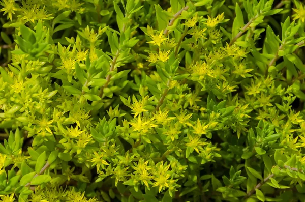 Goldmoss Stonecrop vagy Sedum Acre háttér — Stock Fotó