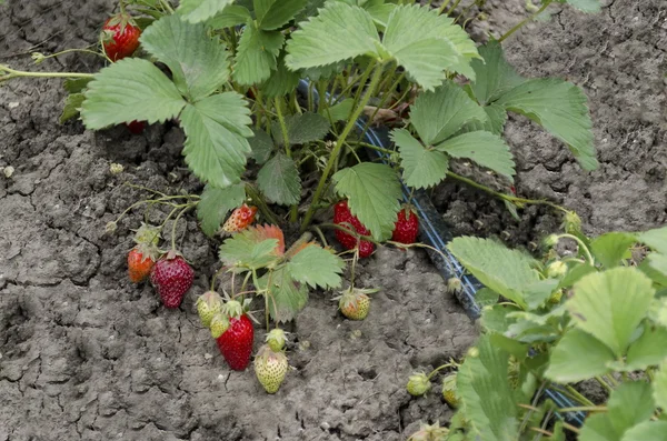 Organic farming of strawberry and technology for irrigation with drop water  in the vegetable garden — Stock Photo, Image