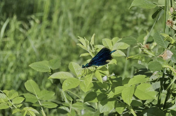 Blauwe odonata of dragonfly op groen blad — Stockfoto
