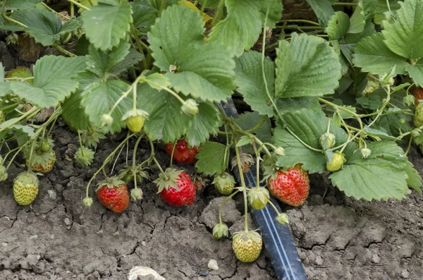 Organic farming of strawberry and technology for irrigation with drop water  in the vegetable garden — Stock Photo, Image