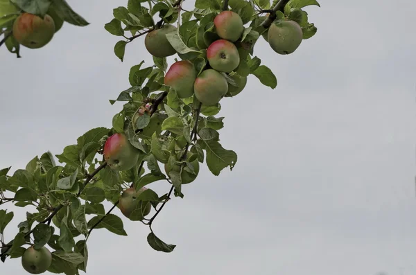 Árvore de maçã selvagem e frutas no jardim — Fotografia de Stock