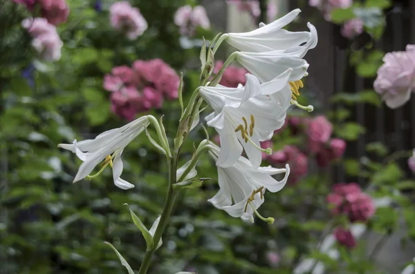 Bílé květy madoniny lilie nebo Lilium candidum — Stock fotografie