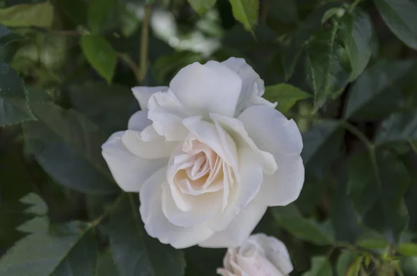 Witte rozenstruik in bloei op natuurlijke tuin — Stockfoto
