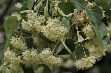 Bud ve kireç ağacı çiçek veya ıhlamur çiçek şube