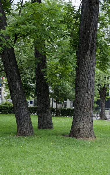 Skupina tří Fraxinus stromů v parku — Stock fotografie