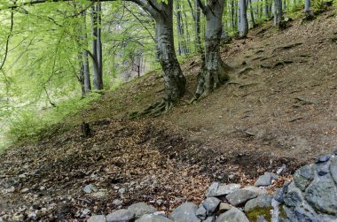  Vitosha mountain ormanda kayın veya fagus yeşil