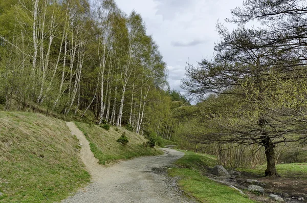 Panorama av ekologisk väg genom en grön springtime skog — Stockfoto