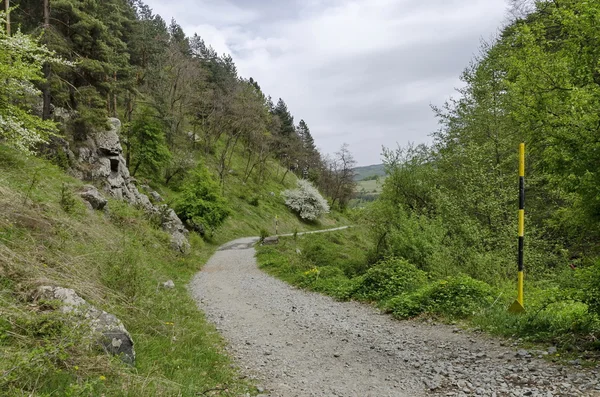 Panorama av ekologisk väg genom en grön springtime skog — Stockfoto