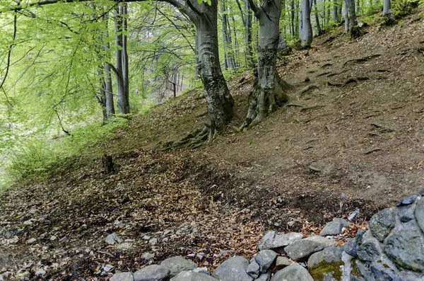 Bosque verde de haya o fagus en la montaña Vitosha — Foto de Stock
