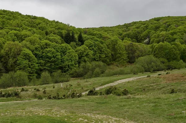 Panorama du sentier écologique à travers une forêt printanière verte — Photo