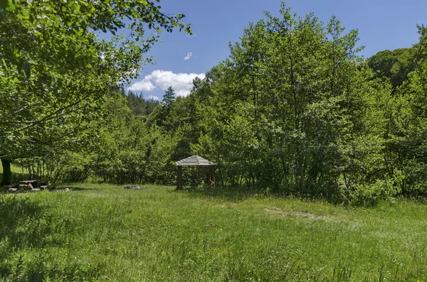 Panoramy polanie z zielonego lasu — Zdjęcie stockowe