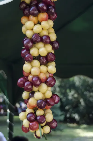 Fête des cerises dans le Kyustendil, présenter leur production de fruits crus — Photo
